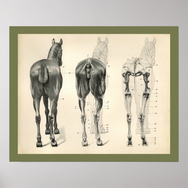 Affiches Cheval Vétérinaire Muscle Skeletal Anatomie Imprim (Devant)