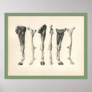 Affiches Cheval Vétérinaire Os De Jambe Anatomie Musculaire