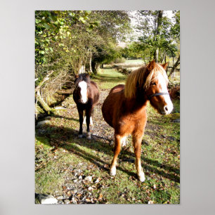 AFFICHES CHEVAUX