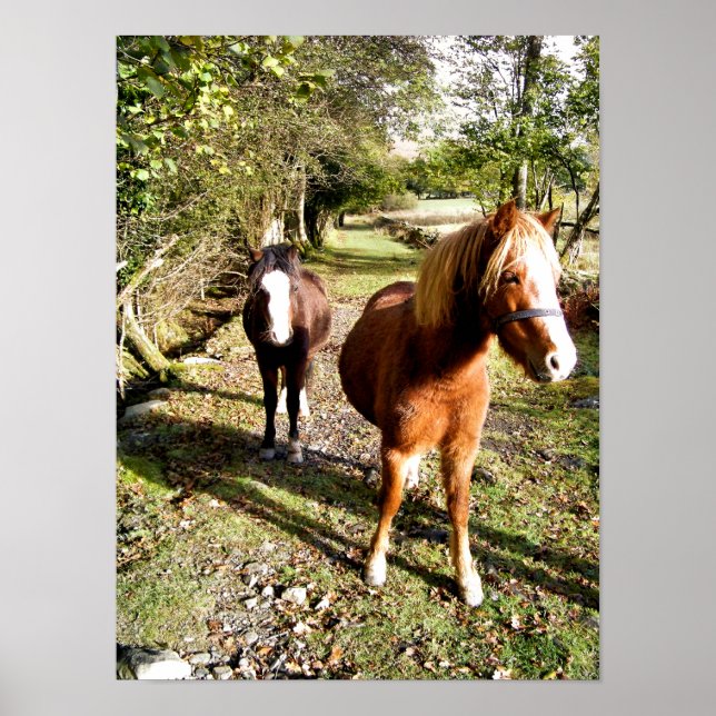 AFFICHES CHEVAUX (Devant)