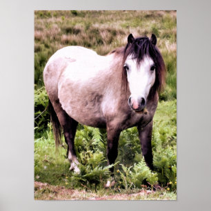 AFFICHES CHEVAUX
