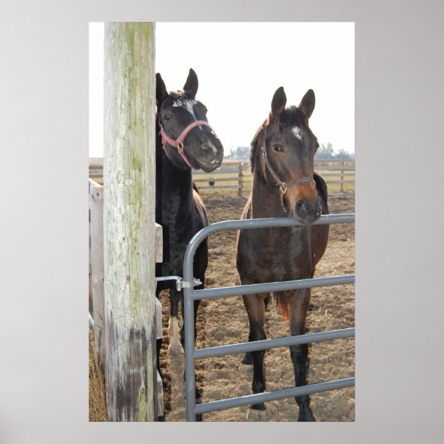 Affiches Chevaux (Devant)