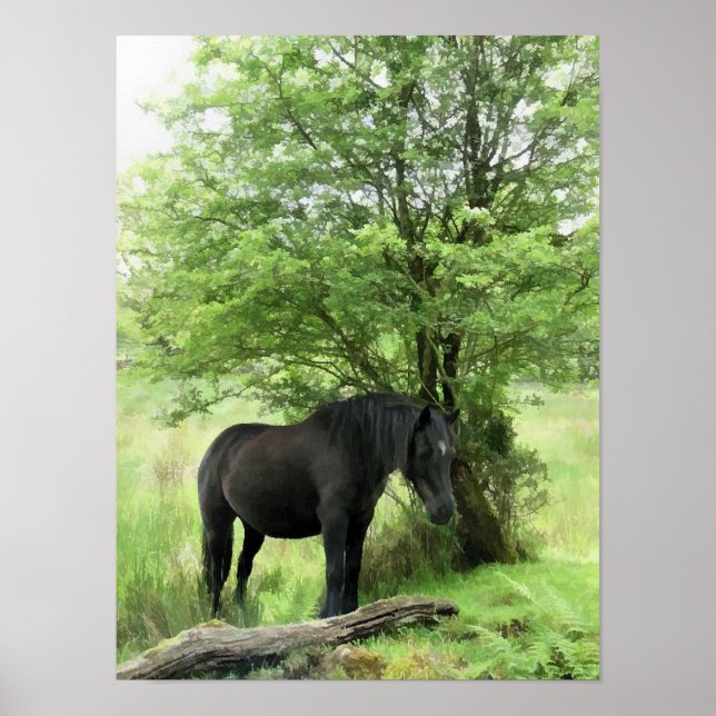 AFFICHES CHEVAUX (Devant)