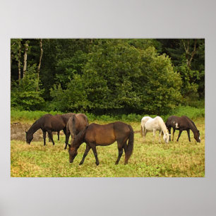 Affiches Chevaux