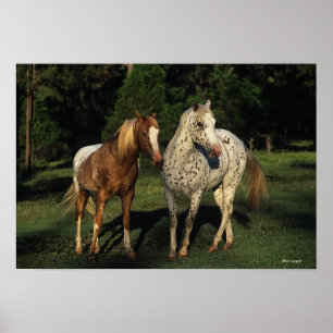 Affiches Chevaux Appaloosa