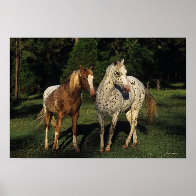 Affiches Chevaux Appaloosa (Devant)