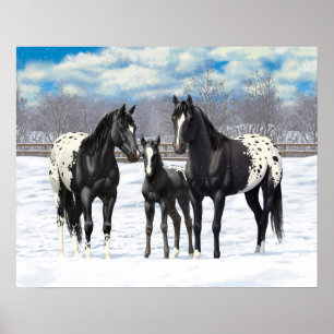 Affiches Chevaux Appaloosa Noir En Neige