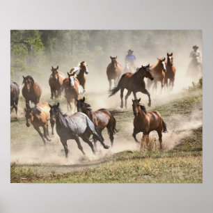 Affiches Chevaux au galop pendant le rassemblement, Montana