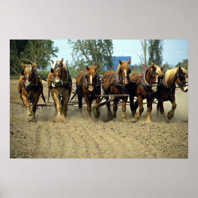 Affiches Chevaux belges labourant, six-up, Red Top Farm, Ca (Devant)