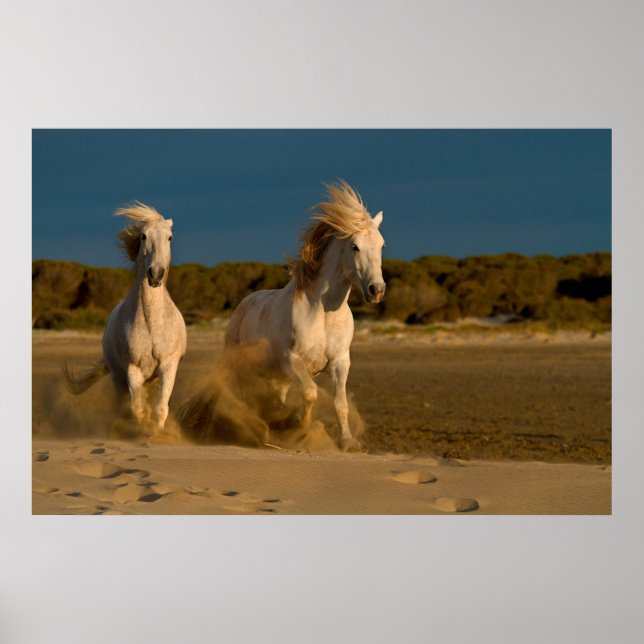 Affiches Chevaux Blancs Courant Sur La Plage | Camargue, Fr (Devant)