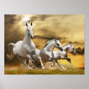 Affiches Chevaux blancs sauvages