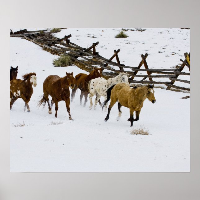 Affiches Chevaux courant dans la neige (Devant)