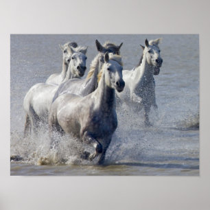 Affiches Chevaux de Camargue courant sur marais pour traver