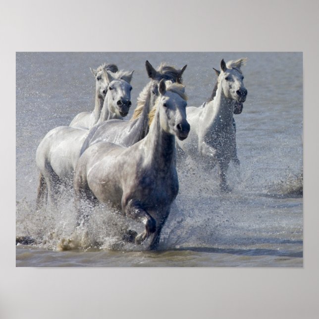 Affiches Chevaux de Camargue courant sur marais pour traver (Devant)
