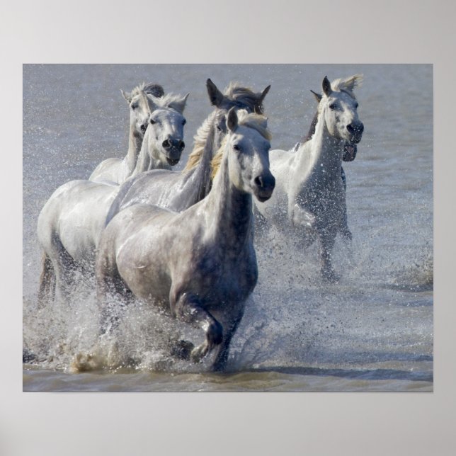 Affiches Chevaux de Camargue courant sur marais pour traver (Devant)