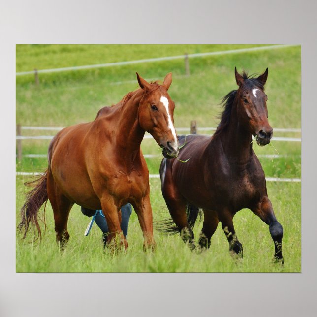 Affiches Chevaux doubles (Devant)