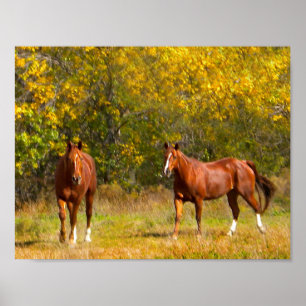 Affiches Chevaux en automne