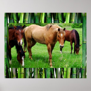 AFFICHES CHEVAUX HEUREUX