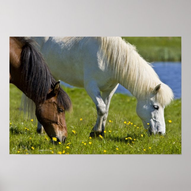 Affiches Chevaux islandais dans l'ouest de l'Islande. (Devant)
