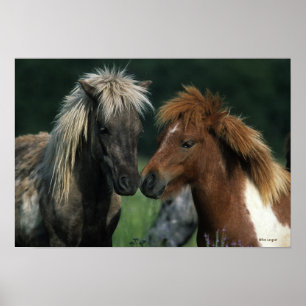 Affiches Chevaux miniatures Touchant