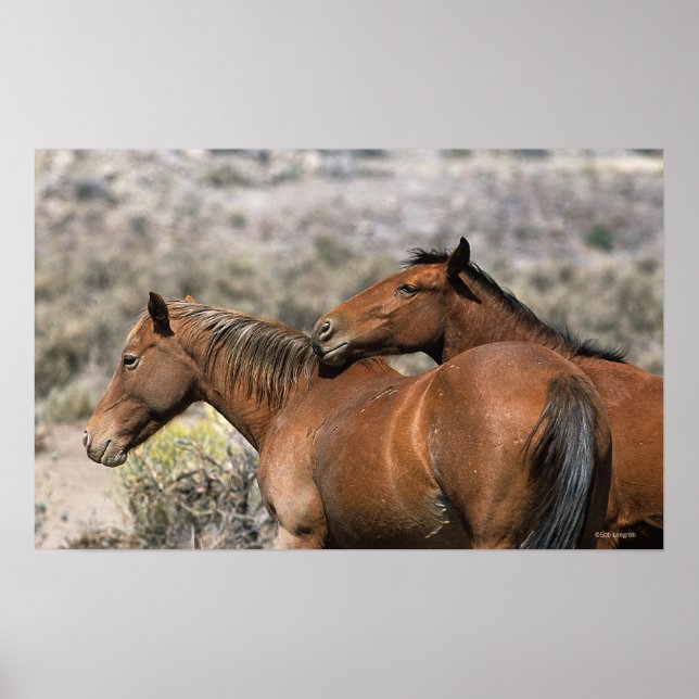 Affiches Chevaux Mustang Sauvages Touchant (Devant)