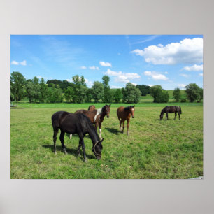Affiches Chevaux pâturés dans un pâturage vert