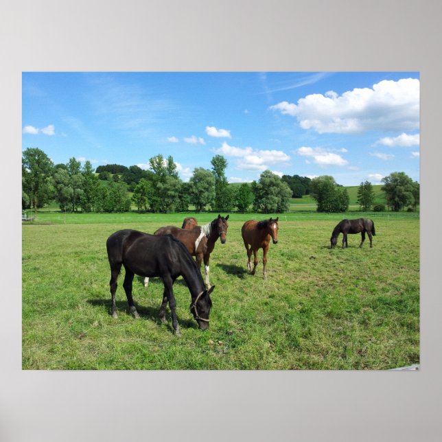 Affiches Chevaux pâturés dans un pâturage vert (Devant)