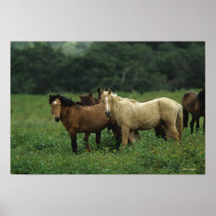 Affiches Chevaux sauvages 4 de mustang