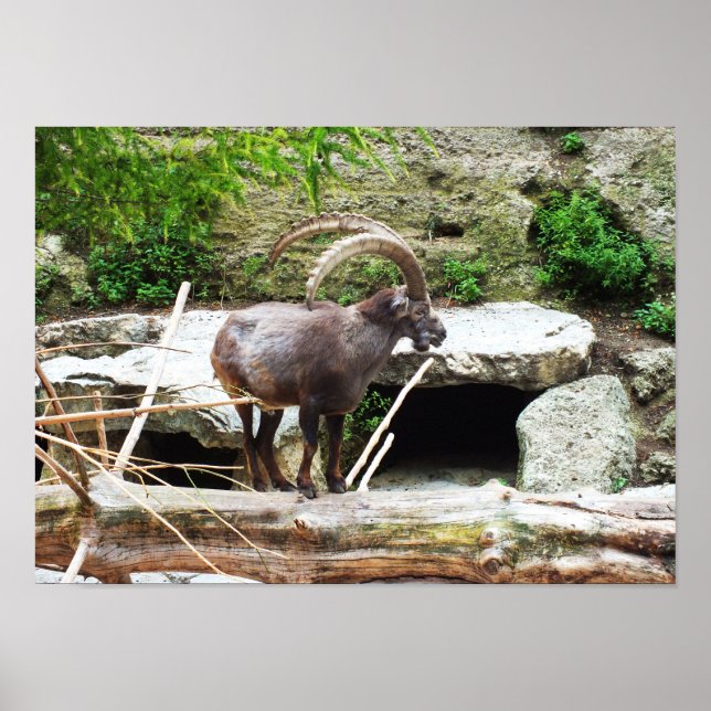 Affiches Chèvre de montagne (Devant)