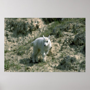 Affiches Chèvre de montagne rocheuse de bébé