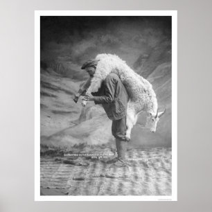 Affiches Chèvre de transport Alaska 1905