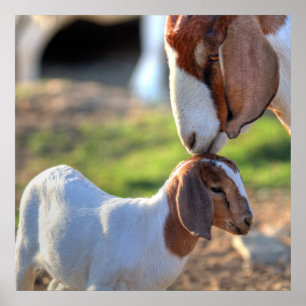 Affiches Chèvre et bébé de mère