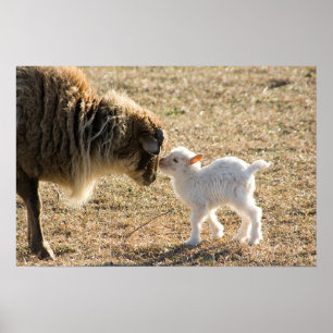 Affiches Chèvre et son bébé Imprimer