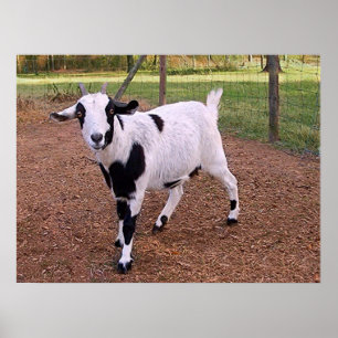 Affiches Chèvre heureuse