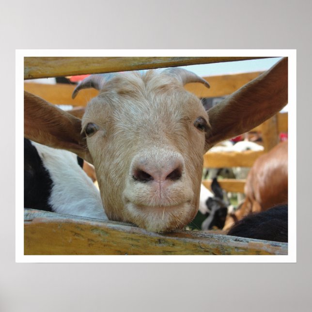 Affiches Chèvre mignonne (Devant)