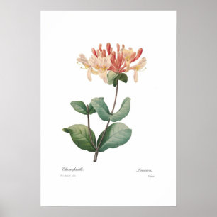 Affiches Chèvrefeuille