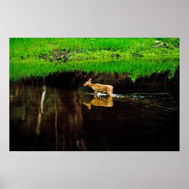 Affiches chevreuil (Devant)