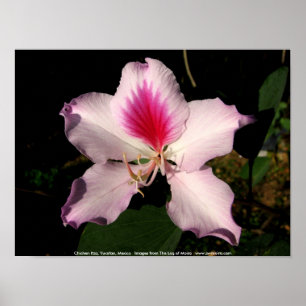 Affiches Chichen Itza, Yucatan, Mexique