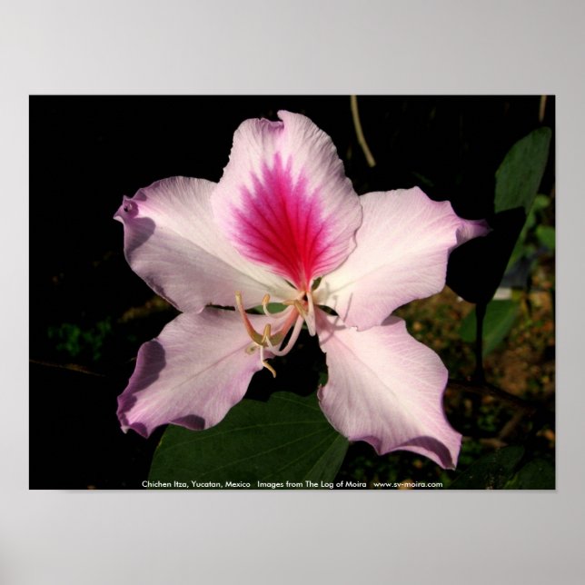 Affiches Chichen Itza, Yucatan, Mexique (Devant)