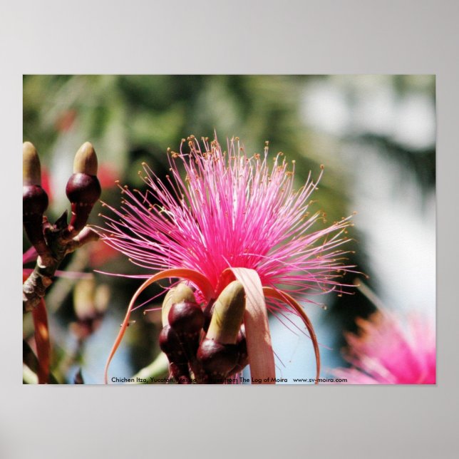 Affiches Chichen Itza, Yucatan, Mexique (Devant)