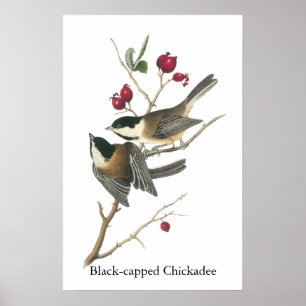Affiches Chickadee à capuchon noir, John Audubon