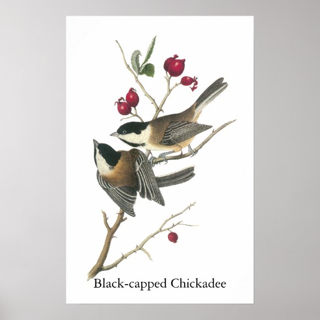 Affiches Chickadee à capuchon noir, John Audubon (Devant)