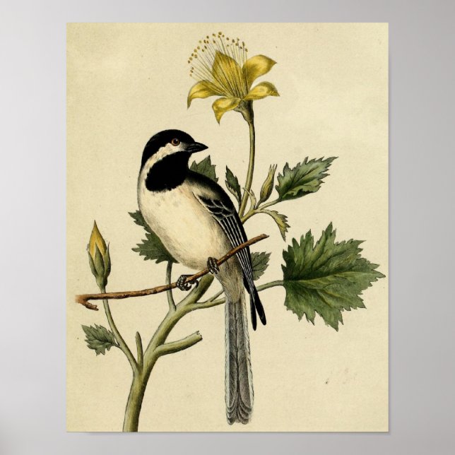 Affiches Chickadee long queues (Devant)