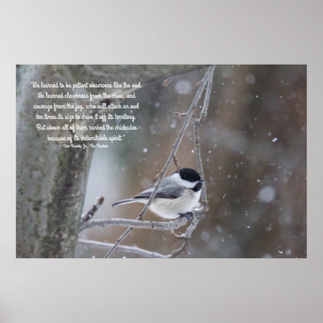 Affiches Chickadee noir dans la neige - Texte amovible (Devant)