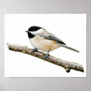 Affiches Chickadee sur la branche