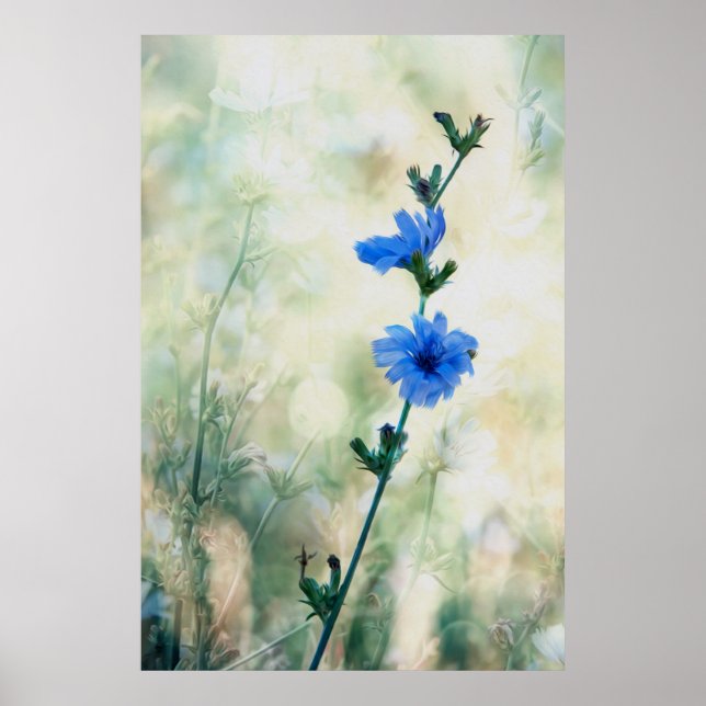 Affiches Chicory (Devant)