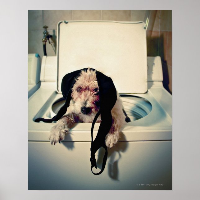 Affiches Chien aidant avec le lavage (Devant)