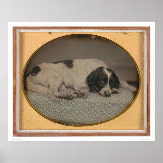 Affiches Chien appartenant à Sheldon Nichols (39986)