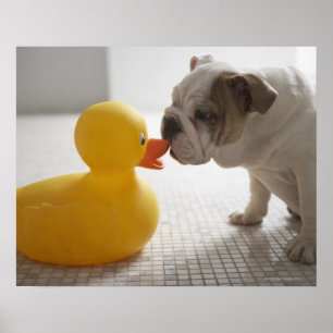 Affiches Chien avec canard en plastique