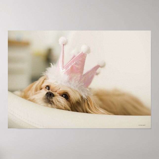 Affiches Chien avec couronne (Devant)